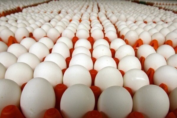 رشد چشمگیر تولید تخم‌مرغ در استان قزوین